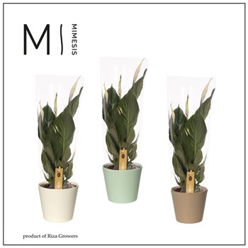 Spatifil pico cupido 5+ - In Amanda ceramic 55cm 13cm Q4799