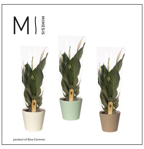 Spatifil pico cupido 5+ - In Amanda ceramic 55cm 13cm Q4799