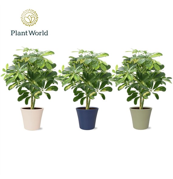 Šeflera arboricola gold capella Gold Capella on stem in Coco collectie Top Blend 2 pp 45cm 14cm Q4844