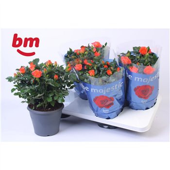 Vrtnica orange jewel Jewel Patio Orange 17cm18 fl 30cm 17cm Q4871