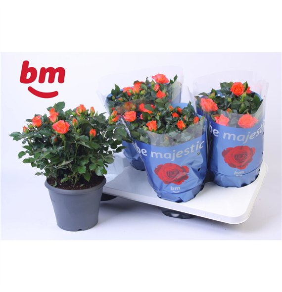 Vrtnica orange jewel Jewel Patio Orange 17cm18 fl 30cm 17cm Q4871