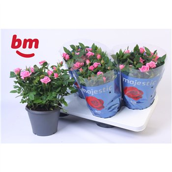 Vrtnica sparkling jewel Jewel Patio Sparkling 17cm18 fl 30cm 17cm Q4873