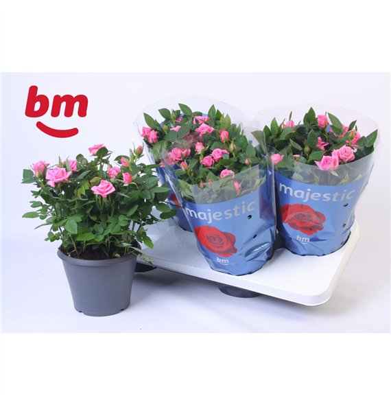 Vrtnica sparkling jewel Jewel Patio Sparkling 17cm18 fl 30cm 17cm Q4873