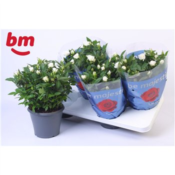 Vrtnica white jewel Jewel Patio White 17cm18 fl 30cm 17cm Q4874