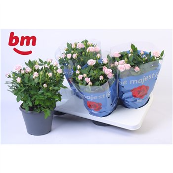 Vrtnica baby jewel Jewel Patio Baby 17cm18 fl 30cm 17cm Q4876