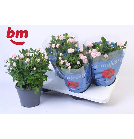 Vrtnica baby jewel Jewel Patio Baby 17cm18 fl 30cm 17cm Q4876