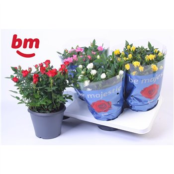 Vrtnica beau monde mix Jewel Patio Mix 17cm18 fl 30cm 17cm Q4879