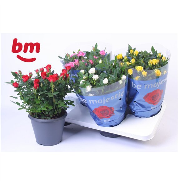 Vrtnica beau monde mix Jewel Patio Mix 17cm18 fl 30cm 17cm Q4879