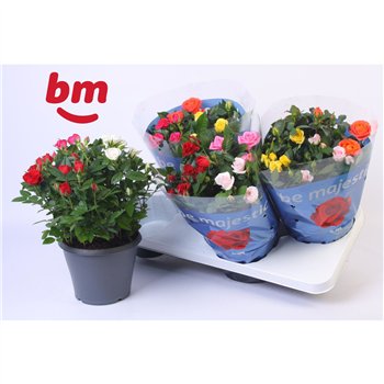 Vrtnica beau monde mix Jewel Patio Confetti Mix 17cm18 fl 30cm 17cm Q4889