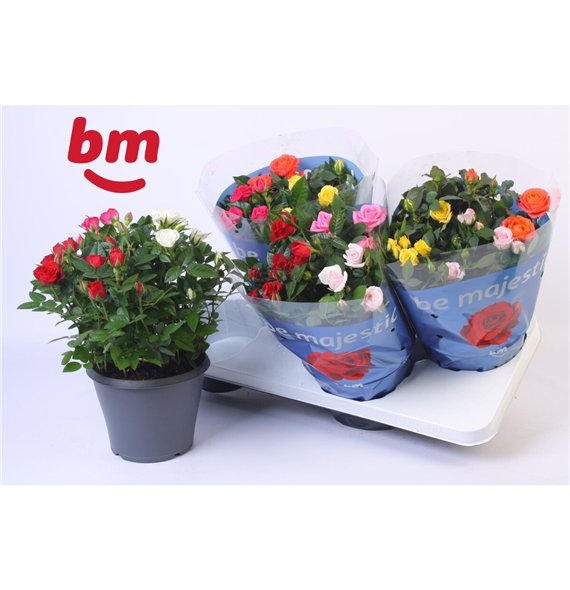 Vrtnica beau monde mix Jewel Patio Confetti Mix 17cm18 fl 30cm 17cm Q4889