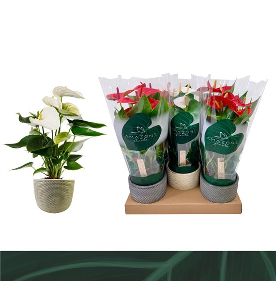 Anthurium andr  mix 3 colours - Luxe keramiek5 fl 40cm 12cm Q310