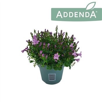 Campanula ambella pink Ambella Pink 14 cm 1 pp 750 fl 22cm 14cm Q983