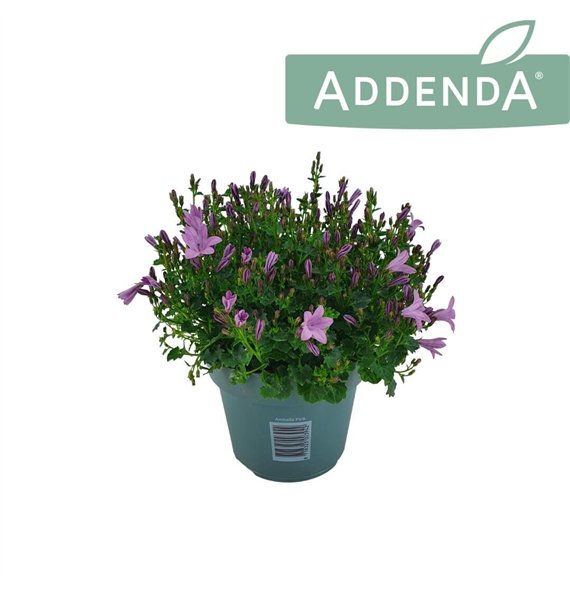 Campanula ambella pink Ambella Pink 14 cm 1 pp 750 fl 22cm 14cm Q983