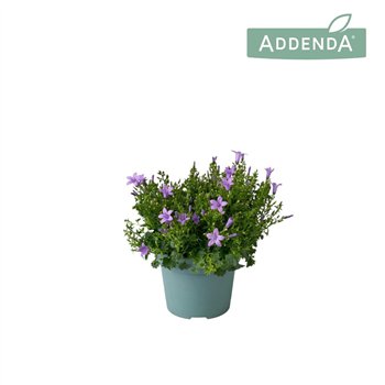 Campanula port  ambella lavender Ambella Lavender 14 cm 1 pp 750 fl 22cm 14cm Q987