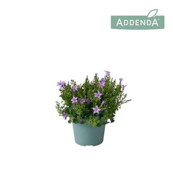 Campanula port  ambella lavender Ambella Lavender 14 cm 1 pp 750 fl 22cm 14cm Q987
