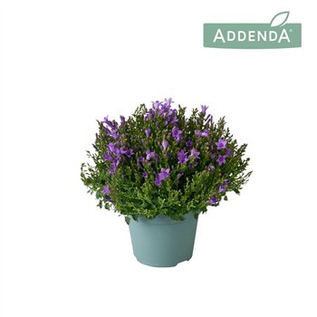 Campanula port  ambella intens purple Ambella Intense Purple 14 cm 1 pp 975 fl 22cm 14cm Q993
