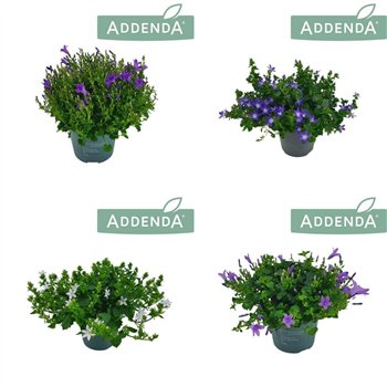 Campanula addenda mixkar Addenda Mix 3-5 colours 14 cm mixtray 1 pp 750 fl 22cm 14cm Q1002