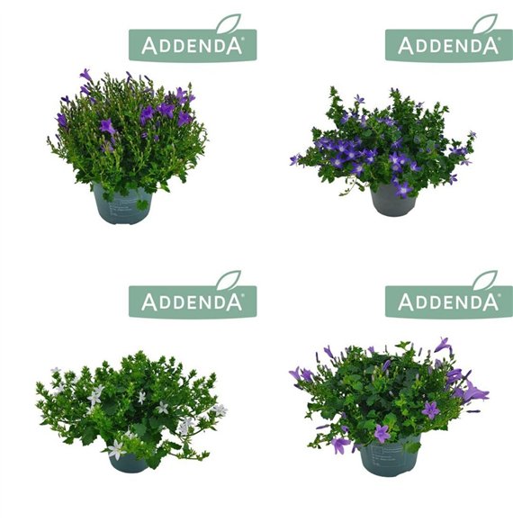 Campanula addenda mixkar Addenda Mix 3-5 colours 14 cm mixtray 1 pp 750 fl 22cm 14cm Q1002
