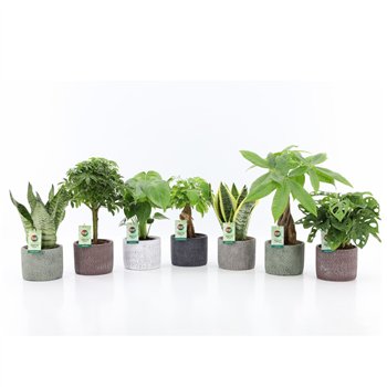 Miks lončnic Easy to Care Mix in Classic Stone 1 pp 35cm 14cm Q1058