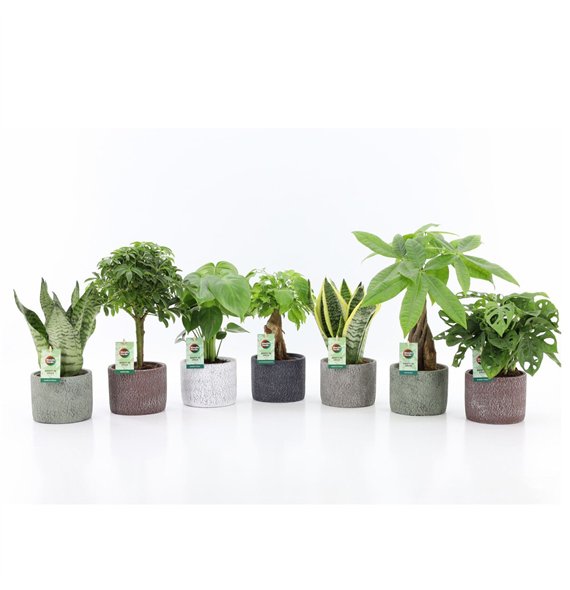 Miks lončnic Easy to Care Mix in Classic Stone 1 pp 35cm 14cm Q1058