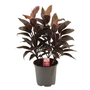 Cordyline fruticosa mambo Mambo Toef 19 cm 3 pp 60cm 19cm Q1190