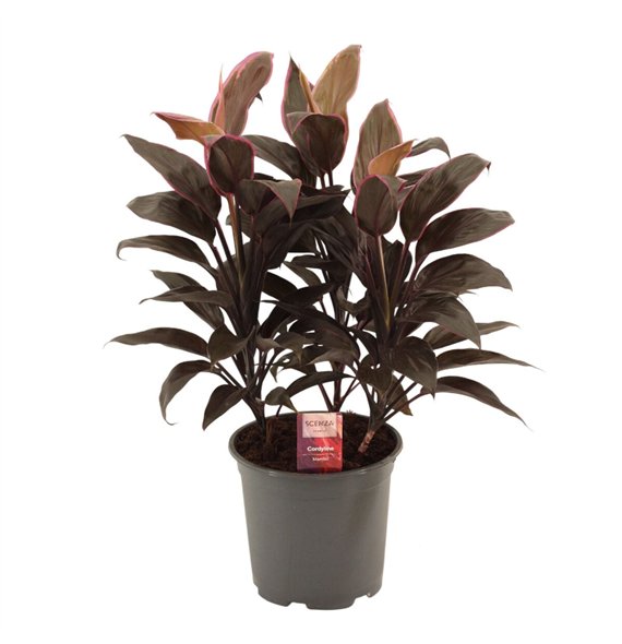Cordyline fruticosa mambo Mambo Toef 19 cm 3 pp 60cm 19cm Q1190