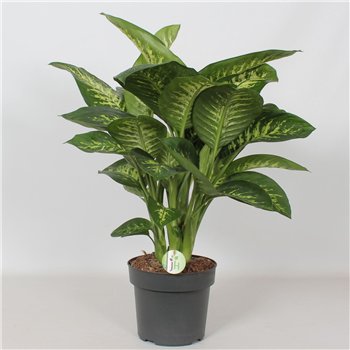 Dieffenbachia seguine reeva Reeva4 pp 75cm 24cm Q1311