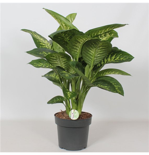 Dieffenbachia seguine reeva Reeva4 pp 75cm 24cm Q1311