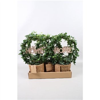 Hedera helix green arc + home in zeegrasmand vouwdoos40 - 44 cm 9 pp 40cm 13cm Q2105