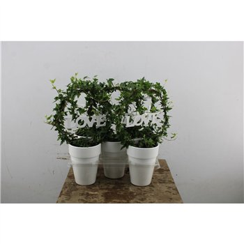 Hedera helix green Bow + Love In Ceramic 45cm 13cm Q2115