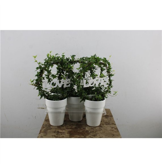 Hedera helix green Bow + Love In Ceramic 45cm 13cm Q2115