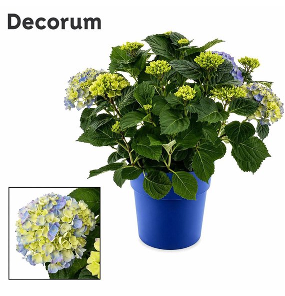 Hortenzija macr  hi river bulb Blue 10 - 15 heads in colored sierpot (Decorum) fl 45cm 23cm Q2241