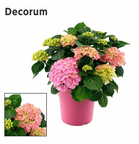 Hortenzija macr  hi river bulb Pink 10 - 15 heads in colored sierpot (Decorum) fl 45cm 23cm Q2243