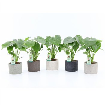 Monstera deliciosa in Classic Stone ceramic 2 pp 40cm 14cm Q2547