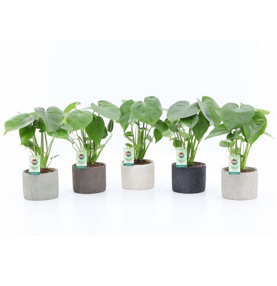 Monstera deliciosa in Classic Stone ceramic 2 pp 40cm 14cm Q2547
