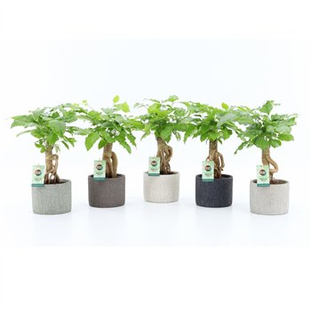 Radermachera sinica Bonsaj in Classic Stone 1 pp 30cm 14cm Q2671