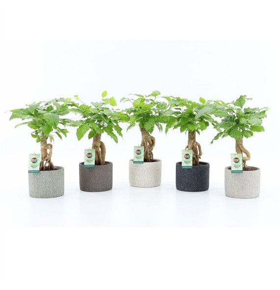 Radermachera sinica Bonsaj in Classic Stone 1 pp 30cm 14cm Q2671