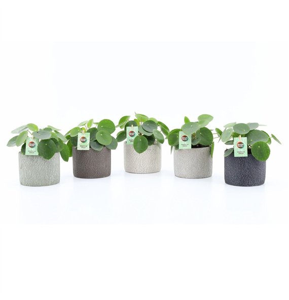 Pilea peperomioides Peperomioides in Classic Stone 1 pp 25cm 14cm Q2700