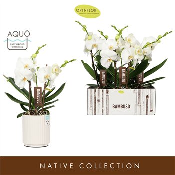 Orhideja Phalaenopsis wit Bambuso Sequoia  2 spike in Molise White Aquo18 fl stems plnt 50cm 15cm Q3175