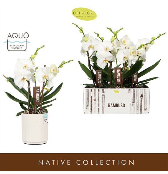 Orhideja Phalaenopsis wit Bambuso Sequoia  2 spike in Molise White Aquo18 fl stems plnt 50cm 15cm Q3175