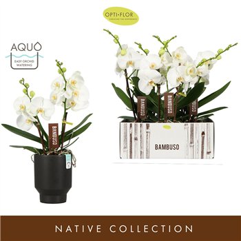 Orhideja Phalaenopsis wit Bambuso Sequoia  2 spike in Emilia Dark Brown Aquo 18 fl stems plnt 50cm 15cm Q3234