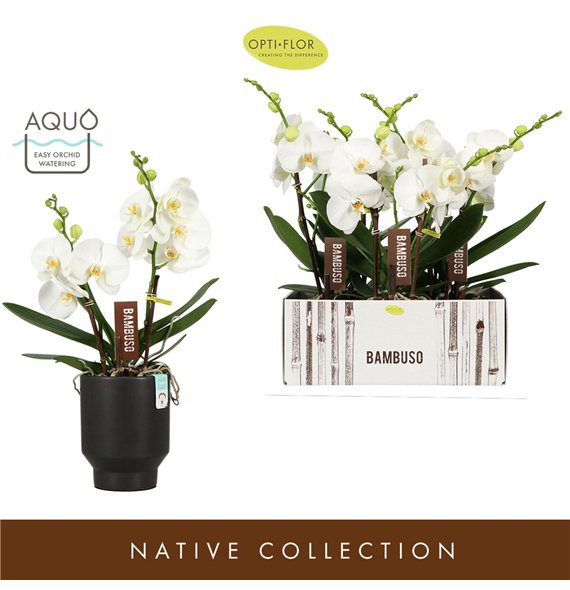 Orhideja Phalaenopsis wit Bambuso Sequoia  2 spike in Emilia Dark Brown Aquo 18 fl stems plnt 50cm 15cm Q3234
