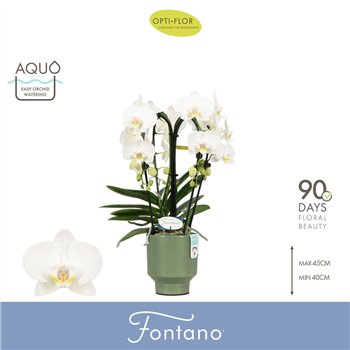 Orhideja Phalaenopsis wit Fontano Bellagio 4 spike in Emilia Green Aquo 30 fl  stems plnt 2000 gram 50cm 12cm Q3282