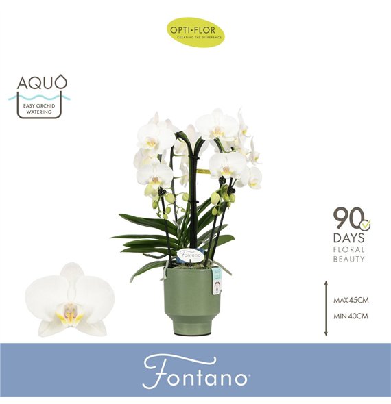 Orhideja Phalaenopsis wit Fontano Bellagio 4 spike in Emilia Green Aquo 30 fl  stems plnt 2000 gram 50cm 12cm Q3282