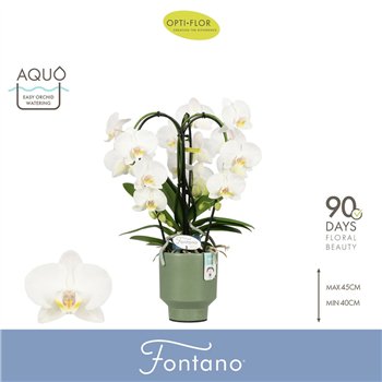 Orhideja Phalaenopsis wit Fontano Bellagio 3 spike in Emilia Green Aquo 25 fl  stems plnt 2000 gram 50cm 12cm Q3283