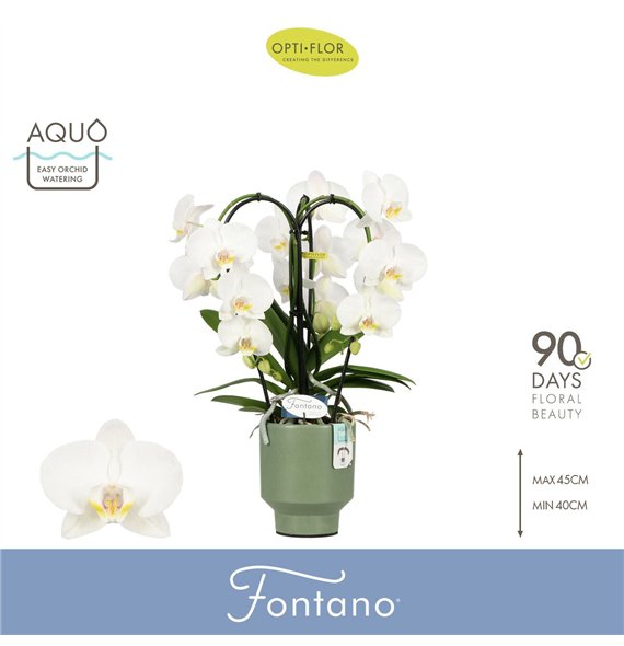 Orhideja Phalaenopsis wit Fontano Bellagio 3 spike in Emilia Green Aquo 25 fl  stems plnt 2000 gram 50cm 12cm Q3283