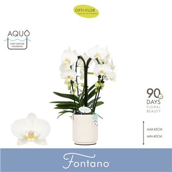 Orhideja Phalaenopsis wit Fontano Bellagio 4 spike in Molise White Aquo30 fl  stems plnt 2000 gram 50cm 12cm Q3287
