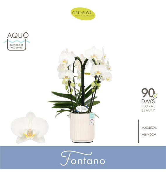 Orhideja Phalaenopsis wit Fontano Bellagio 4 spike in Molise White Aquo30 fl  stems plnt 2000 gram 50cm 12cm Q3287