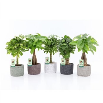 Miks lončnic Stammenmix in Classic Stone 1 pp 45cm 14cm Q3684