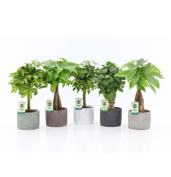 Miks lončnic Stammenmix in Classic Stone 1 pp 45cm 14cm Q3684